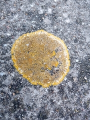 Variospora flavescens