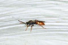 Nomada