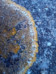 Variospora flavescens