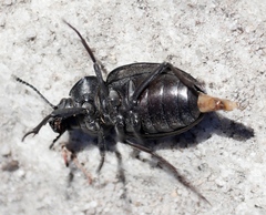 Somaticus