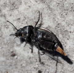 Somaticus