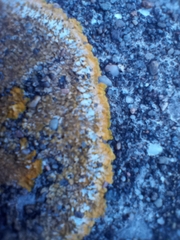 Variospora flavescens