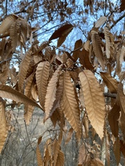 Quercus variabilis