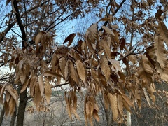 Quercus variabilis