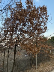 Quercus variabilis