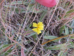 Goodenia willisiana