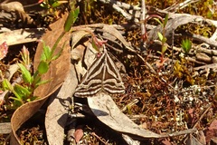 Dichromodes confluaria