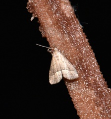 Schrankia taenialis