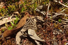 Dichromodes confluaria