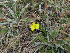 Goodenia willisiana