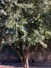 Metrosideros excelsa