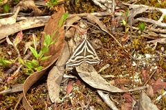 Dichromodes confluaria