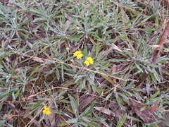 Goodenia willisiana