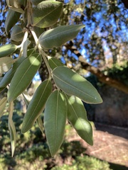 Metrosideros excelsa