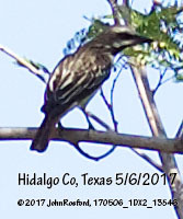 Myiodynastes luteiventris