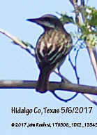 Myiodynastes luteiventris