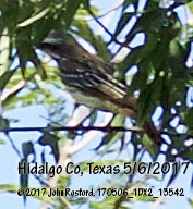 Myiodynastes luteiventris