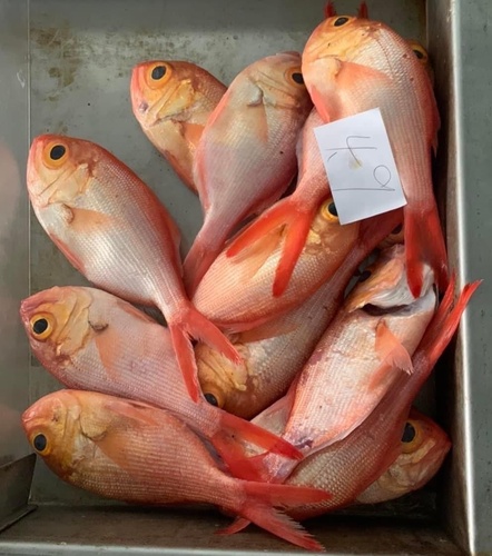 Sharpnose redfish (Centroberyx druzhinini) — Berycidae — 2