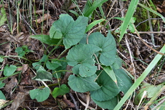 Viola rudolfii