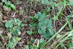 Viola rudolfii