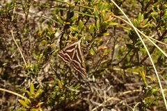 Dichromodes confluaria