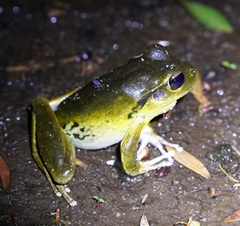 Ranoidea lesueuri