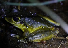 Ranoidea lesueuri