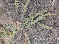Salsola papillosa