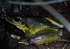Ranoidea lesueuri