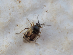 Deraeocoris serenus