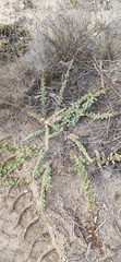 Salsola papillosa