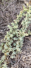 Salsola papillosa