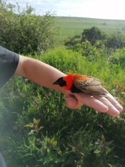 Euplectes orix