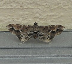 Merodictya marmorata