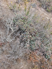 Limonium delicatulum