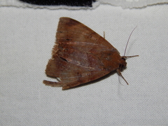 Plecopterodes moderata