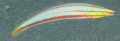 Hologymnosus doliatus