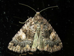 Condica macrosema