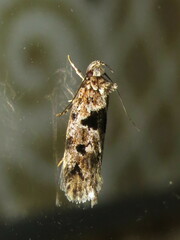 Barea melanodelta