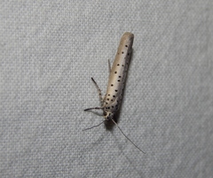 Yponomeuta fumigatus