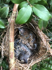 Thamnophilus doliatus