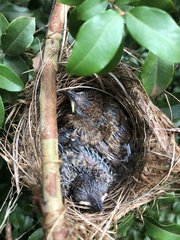 Thamnophilus doliatus