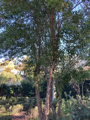 Heteromorpha trifoliata