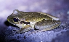 Ranoidea lesueuri