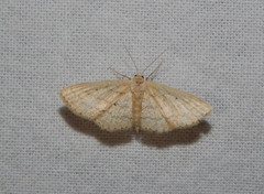 Scopula spoliata