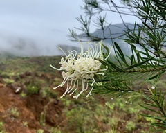 Grevillea exul