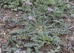 Phacelia arizonica