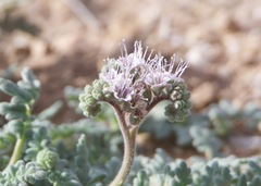 Phacelia arizonica