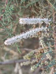 Tamarix tetragyna
