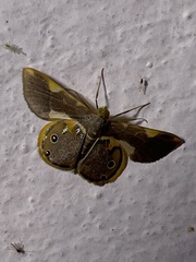 Opisthoxia
